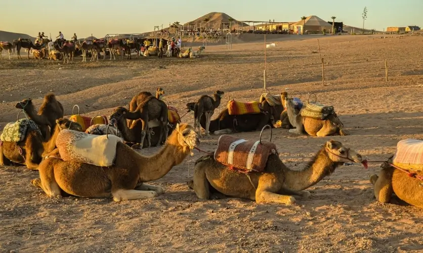 Camels resting at sunset in the rocky Agafay desert, about 45 minutes from Marrakech